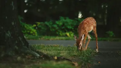 Lherm : première commune de France à interdire la chasse sur ses terrains