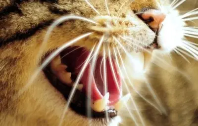 Loiret : la stérilisation réduit fortement les chats errants