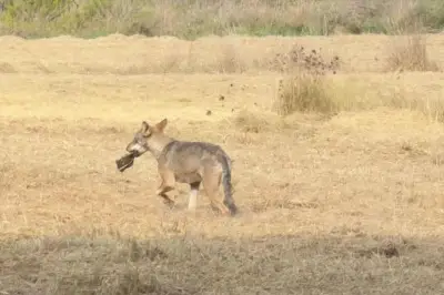 Loup aperçu à Saint-Tropez : la zone des Salins sous surveillance