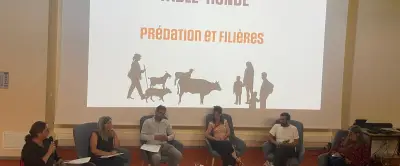 Loup : le pastoralisme en Lozère face à une prédation insoutenable