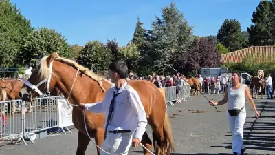 Lozère : une centaine de chevaux de trait à la première foire de Langogne