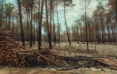 Mégafeux : 4,5 millions de m3 de bois à retirer avant le printemps