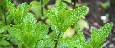 Montpellier : la menthe pour célébrer la démocratie