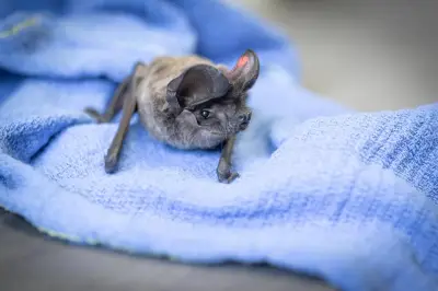 Nice : 304 chauves-souris contaminées au plomb, appel aux dons