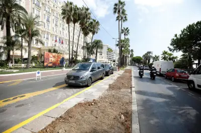 Palmiers de la Croisette déplacés : le chantier expliqué