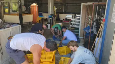 Palourde de Thau : CLAM-EU, un programme art et science contre le déclin