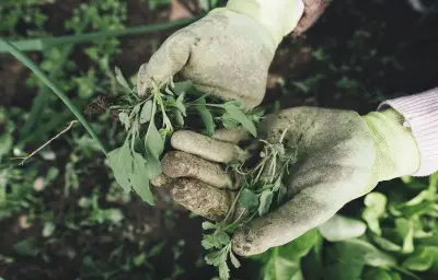 Piqûre d'épine à Noizay : une habitante frôle l'amputation de la main