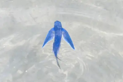 Poisson volant à Antibes : une observation rarissime
