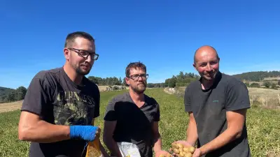 Pommes de terre à 1 200 m : la filière de l'Aubrac lozérien prospère