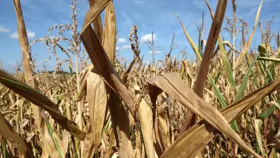 Prix alimentaires : hausse de 1,9 % en août selon la FAO