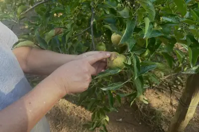 Récolte de pommes catastrophique à Collobrières, le domaine se diversifie