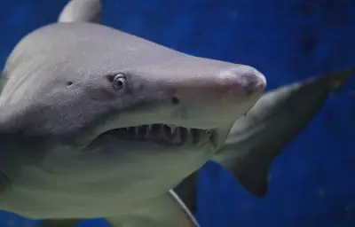 Requin à Sydney : une miraculée raconte son combat