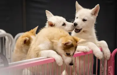 Saint-Étienne lance son premier Salon de l'adoption animale