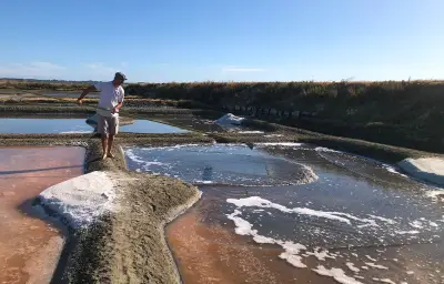 Saison 2026 record dans les marais salants guérandais