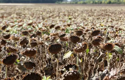 Sécheresse : Lecornu débloque des aides d'urgence pour les agriculteurs