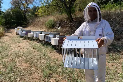 Stop-frelon, l'invention varoise qui protège les abeilles