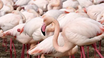 Étang de Canet : 11 500 flamants roses recensés cet été