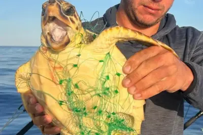 Tortue caouanne sauvée d'un filet de pêche à Beaulieu
