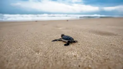 Tortues caouannes : huit pontes sur le littoral français cet été