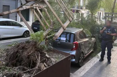 Un arbre s'abat sur une voiture et bloque un axe à Nice