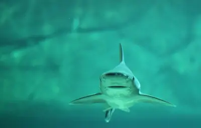 Un requin-chien aperçu dans les rues inondées du New Jersey