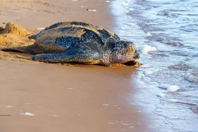Une tortue luth aperçue morte en rade de Marseille