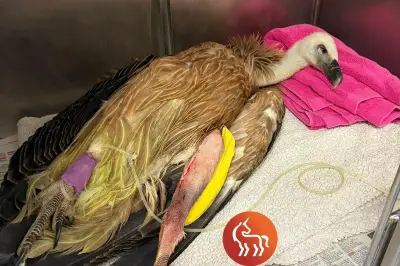 Vautour blessé dans le Verdon : opéré avec succès à Nice