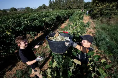 Vendanges au lycée Agricampus Var : les élèves de seconde en action
