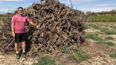 Vigneron à Béziers : l'arrachage stratégique de 10 hectares pour survivre
