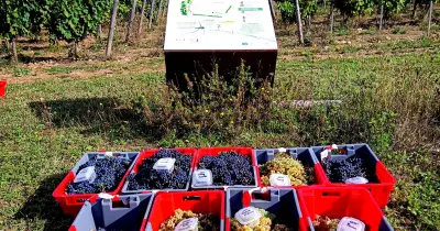 Vins : la Bourgogne ressuscite 50 cépages oubliés face au climat