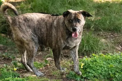 Vol de la chienne Poska à Mougins : retrouvée saine et sauve à Antibes