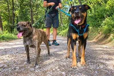 Voleur de la chienne Polska à Mougins : six mois de prison ferme