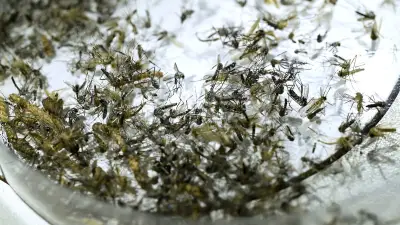 West Nile : 92 cas humains, un record en France