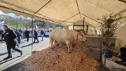 Abattoir de Langogne : les élus votent une motion pour sa survie