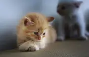 Adopter un chaton : le top 10 des préparatifs essentiels