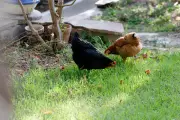 Adoptez des poules de réforme autour de Brignoles pour leur offrir une retraite