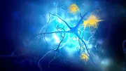 Alzheimer et herpès : ce que révèlent les dernières études