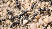 Ardèche : des centaines de fourmis Tapinoma magnum envahissent un quartier