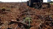 Arrachage des vignes : l'Occitanie, région la plus touchée
