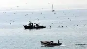 Au Grau-du-Roi, les pêcheurs bloquent Fos et ferment la criée