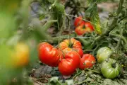 Avignon : demi-tonne de légumes volés, le maraîcher met en garde