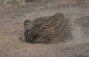 Bain de poussière des oiseaux : nettoyage et anti-acariens
