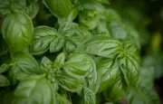 Basilic : ses bienfaits santé et comment bien le consommer