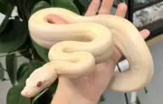 Boa constrictor fugitif retrouvé à Saint-André-de-Sangonis