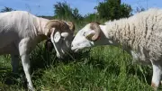 Braquage d'un éleveur de moutons : deux suspects mis en examen à Nîmes