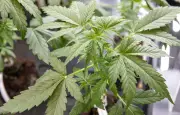 Cannabis médical : 14 associations dénoncent un nouveau blocage