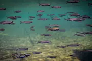 Cap-d'Ail : 60 espèces de poissons recensées dans le port