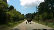 Chasse en Corse : un jeune de 18 ans encorné par un taureau sauvage