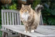 Chat dépecé à Six-Fours : un trentenaire reconnaît les faits