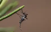 Chikungunya : 11 cas autochtones dans le Lot, foyer à Prayssac